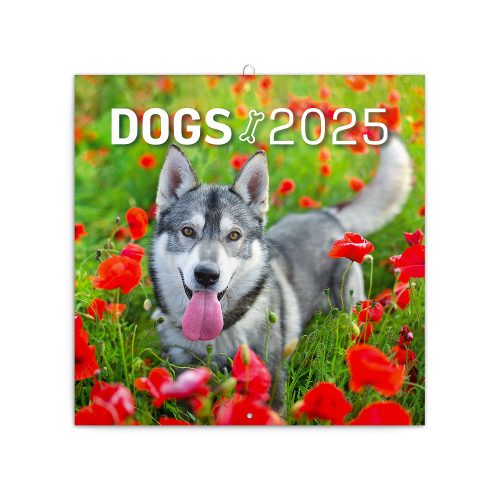 Falinaptár képes lemeznaptár 300x300mm, Dogs Realsystem 2025.